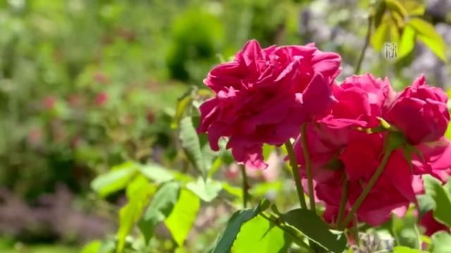 Gardeners World Episode 10