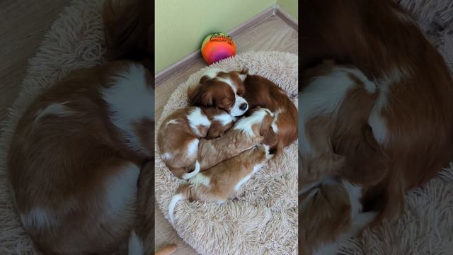 Мать утомилась от счастливого материнства смотреть онлайн