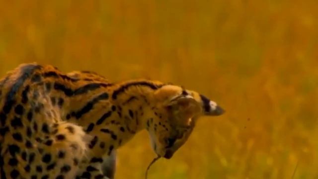 СЕРВАЛ - ПУСТЫННЫЙ ОХОТНИК | СЕРВАЛ ПРОТИВ ЗМЕИ В ДЕЛЕ | ИНТЕРЕСНЫЕ ФАКТЫ ПРО СЕРВАЛА