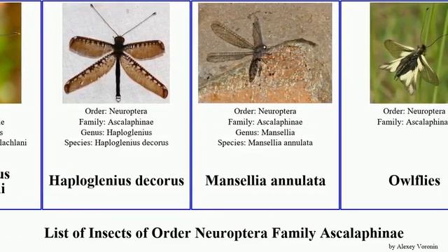 List of Insects of Order Neuroptera Family Ascalaphinae ululodes mexicanus annulata Ameropterus смотреть онлайн