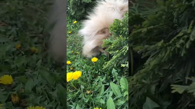 Шпицули и одуванчики ??? смотреть онлайн