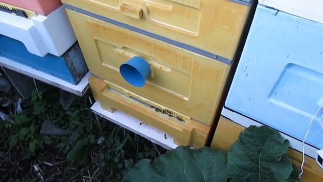 первая обработка пчел в июне от клеща Варроа пихтовым маслом в 12 рамочном Дадане с магазинами смотреть онлайн