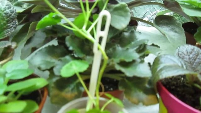 Мои растюхи на стеллаже смотреть онлайн