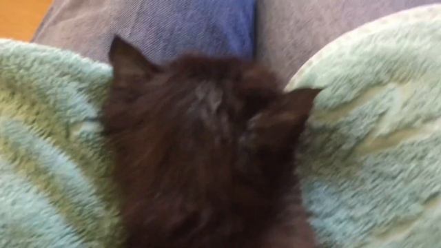 July 18. Котенок Оскар на даче. Знакомство с обитателями дачи. смотреть онлайн