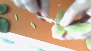 МК лист розы из холодного фарфора 2 часть.