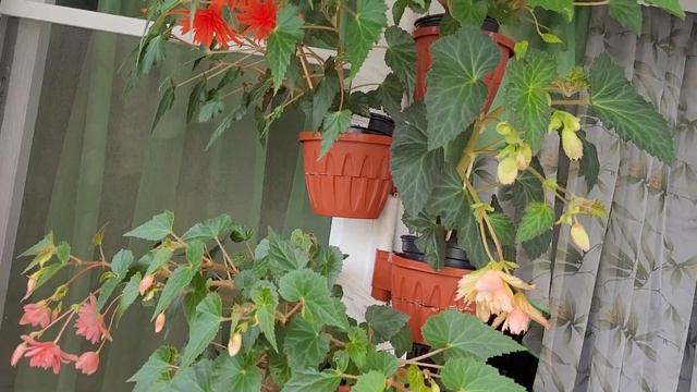 Бегонии Белликонии . новые расцветки . посылка. 6.06.22 смотреть онлайн