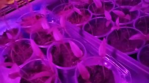 Фитолампа для растений. Подсветка для рассады.Ночная съёмка рассады перца.Моя рассада под фитолампо