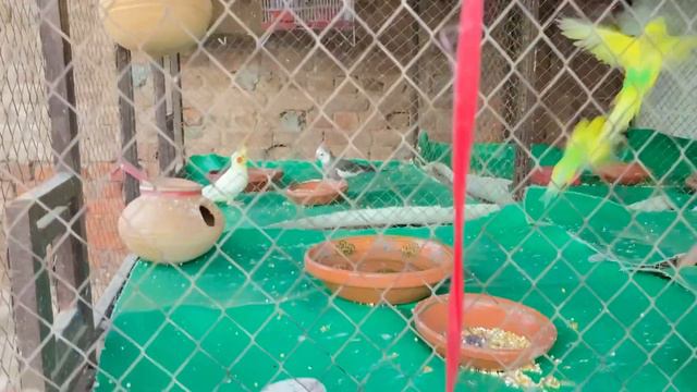 Aseel Murgha A Gea | Mini Zoo Mein Ik Nia Mahman A Gea | Piyary Mini Zoo смотреть онлайн