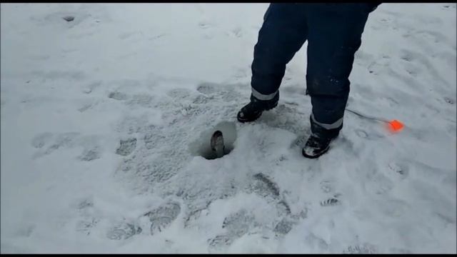 24.02.2019 д. Савельево 1-я зона смотреть онлайн