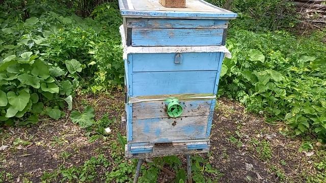 Подготовка пчелосемьи при обработке местности гербицидами. смотреть онлайн