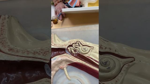 Орган слуха. Соколова Е.А. смотреть онлайн