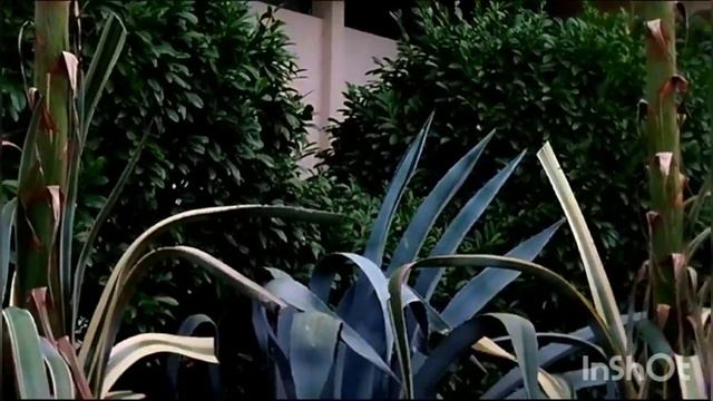 Агава (Agave) цветение. смотреть онлайн