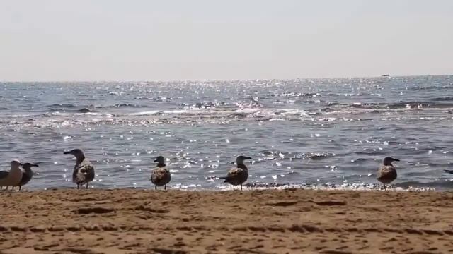 Музыка без слов Композитор Алексей Фомин У моря смотреть онлайн