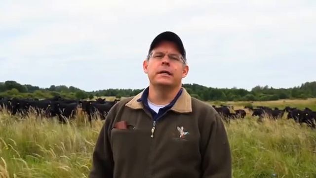 Блэк Ангус быки смотреть онлайн