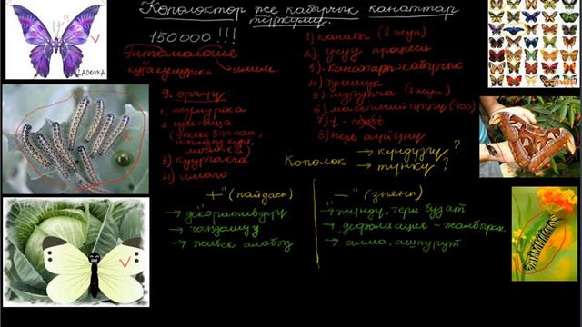 Көпөлөктөр түркүмү 2 бөлүм