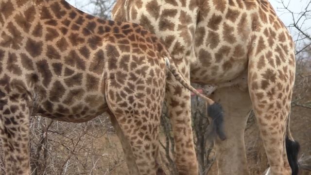 Male Giraffe wants to mate but his Mistress won't have it смотреть онлайн
