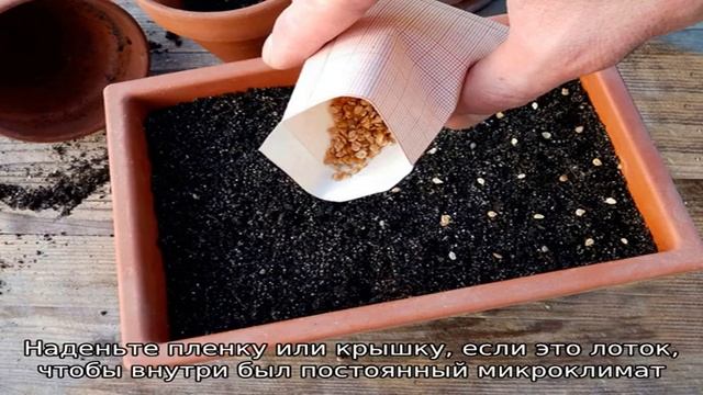 Чабер: посев семян на рассаду – когда и как высевать пряную травку смотреть онлайн