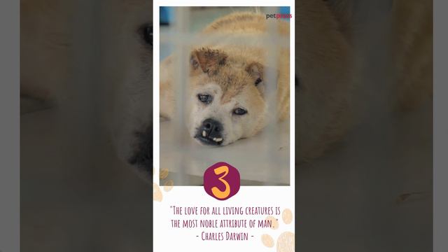 5 Eye-Opening Animal Abuse Quotes To Make You Think On Animal Cruelty смотреть онлайн