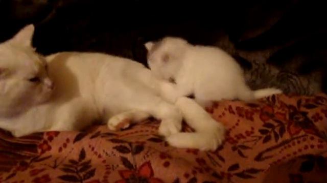 ЧУНЯ смотреть онлайн