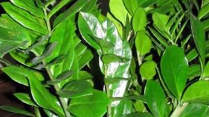 Популярные виды Долларового дерева. Сорта Замиокулькаса.