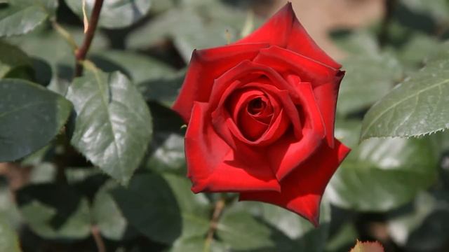 Original Music ☆Mutabilis☆　2012Nakanoshima Rose Garden смотреть онлайн