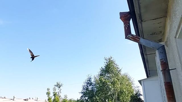 Птицы в городе. ? Викторина с видео для детей. ? Учим названия птиц. Часть 2. смотреть онлайн