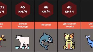 Сравнение скорости животных