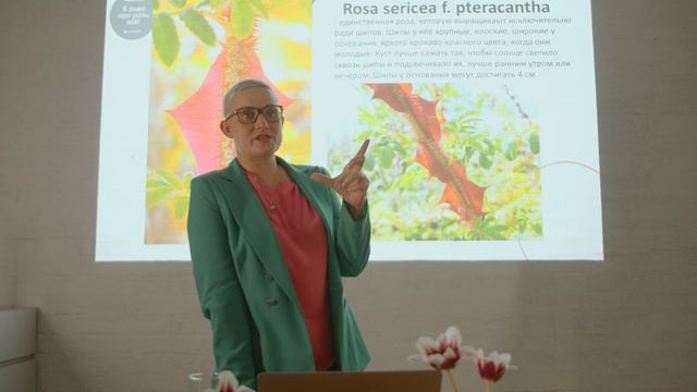 «МОХ»: розы, какими вы их еще не видели: ботанические приключения самого популярного цветка смотреть онлайн