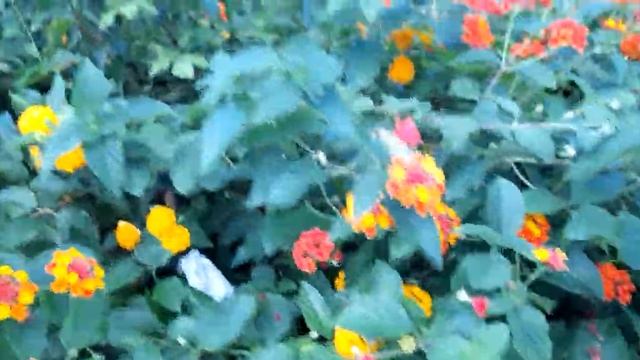 #лантана #цветы / Лантана в цвету смотреть онлайн
