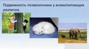 Скелет и мускулатура млекопитающих