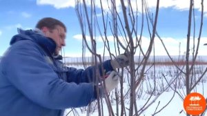 Обрезка мультиштамбов на примере Рябины обыкновенной в Тульском отделении