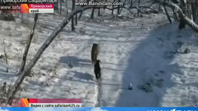 КОЗЕЛ ТИМУР ЖИРЕЕТ В КЛЕТКЕ ТИГРА смотреть онлайн