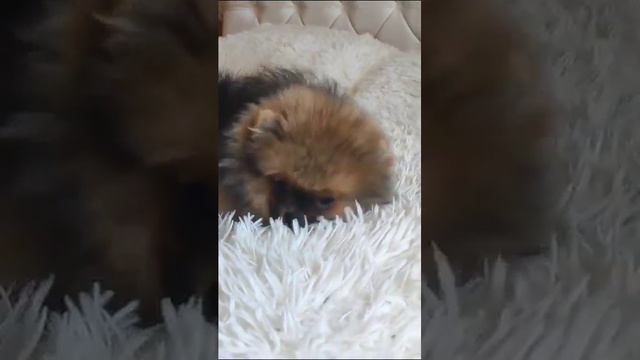 шикарный щенок померанского шпица смотреть онлайн