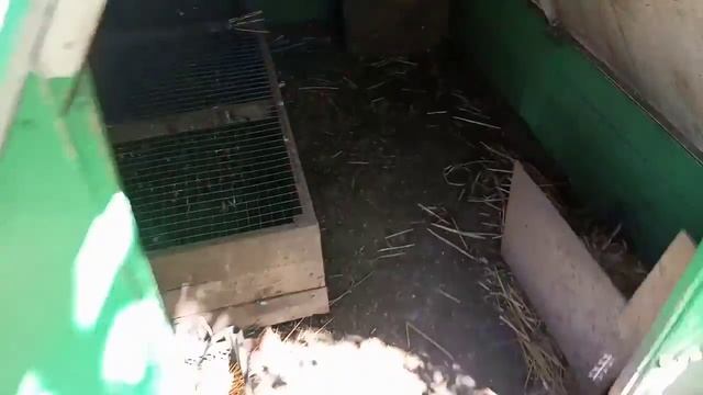 Жизнь в пригороде. Куры породы пушкинская ленинградская. смотреть онлайн