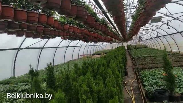 КОРОНАВИРУС. Нехватка товаров. Стаканы Р9 б.у. Обзор питомника. Belklubnika.by.mp4 смотреть онлайн