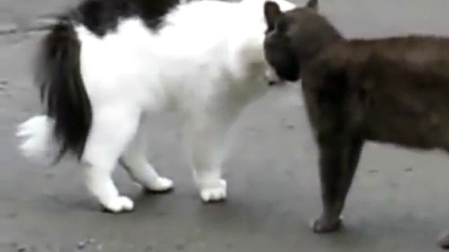 Крутой кошачий разговор смотреть онлайн
