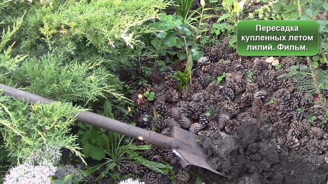 Посадка купленных лилий летом или осенью. Важно знать как посадить ! смотреть онлайн