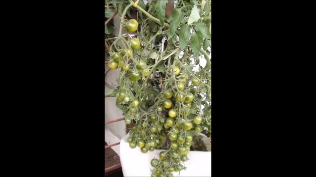 Томат кистевой сорт Evil Olive Злая маслина смотреть онлайн