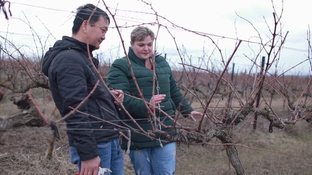 Весенняя обрезка винограда в феврале смотреть онлайн