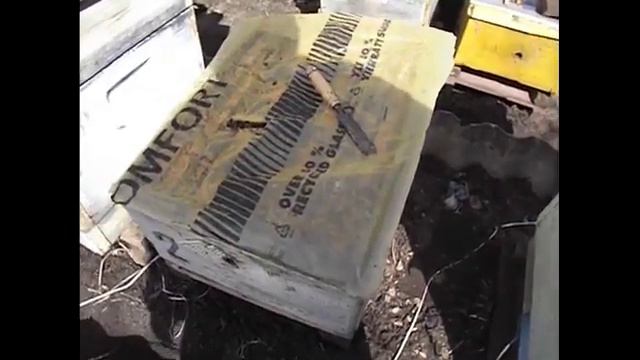 проблема с яйцекладкой матки весной - часть 2 ( матка начала откладывать яйца ) ) смотреть онлайн