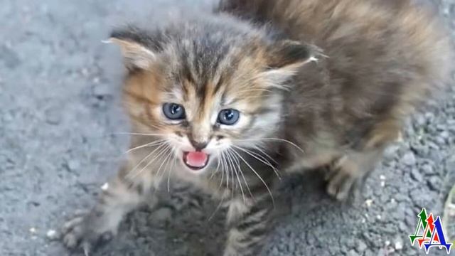 - Надо травить этих кошаков! – кричала тётка, но мальчик не выпускал испуганного котёнка из рук смотреть онлайн