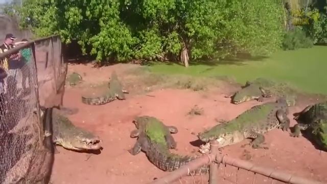 Жесть .Крокодил откусил лапу крокодилу . смотреть онлайн
