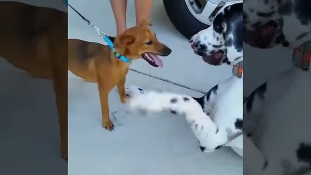 Layla meets Jax смотреть онлайн