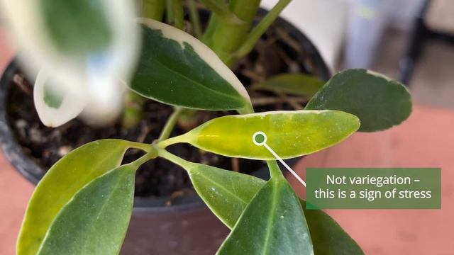 Houseplant Of The Week - Variegated Schefflera