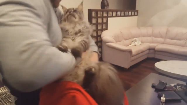 Do4a Life 4 Доча станет папой, Быт, Новый мерседес, Коты смотреть онлайн