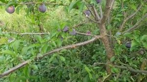 Слива Сувенир Востока