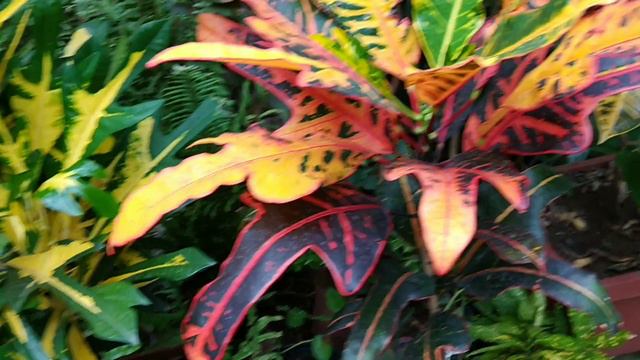 5 tipos de croton. смотреть онлайн