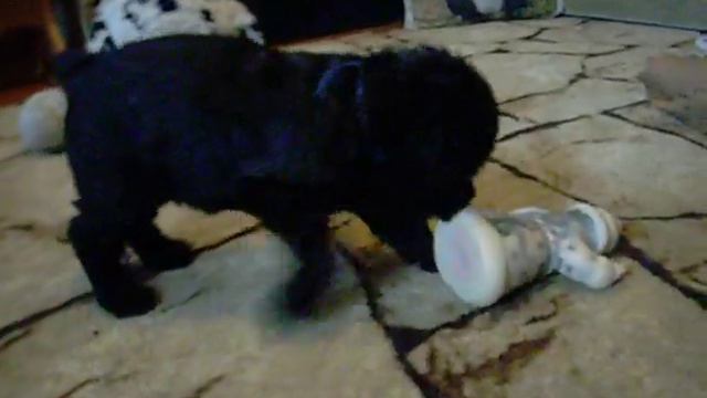 ROMAN-KOSH IVAR QUICK 35 дней смотреть онлайн