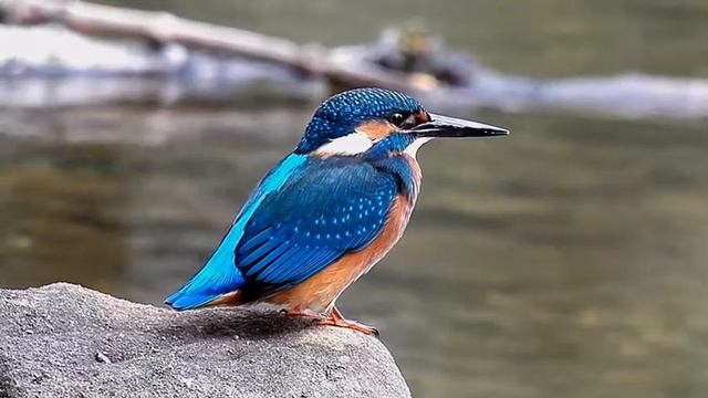 01 Ledňáček říční (epizoda) смотреть онлайн