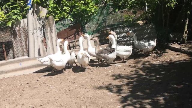 холмогорские гуси. Гуси Холмогоры. Руанская утка03.07.2022 смотреть онлайн